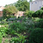 Warwickshire garden 4 months after planting