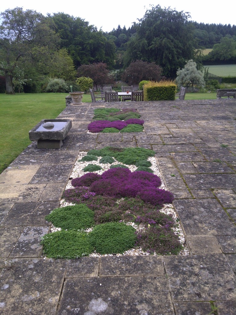 Thyme Beds